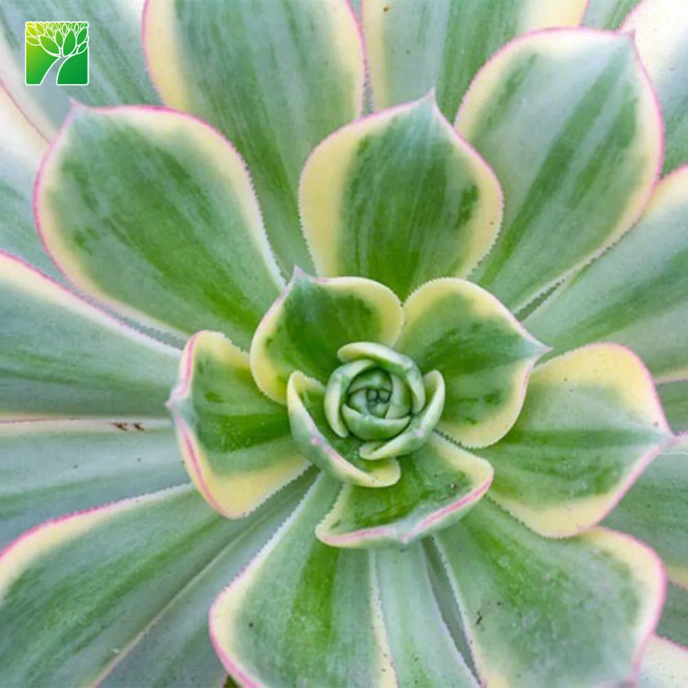 Hot selling full sun exposure copper pinwheel mini cactus succulent plants decoration