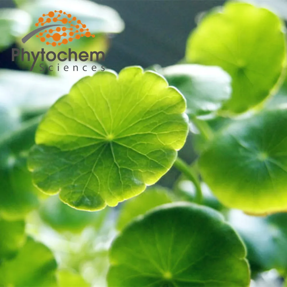 organic skin care cosmetic grade centella asiatica powder extract 80% Asiaticosides cosmetics makeup gotu kola extract