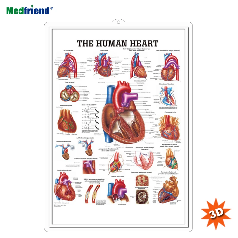 Licensed Educational Plastic 3D Medical Anatomical Wall Chart /Poster  - The Human 3D Heart