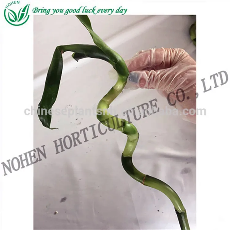 
Spiral bamboo, Lucky bamboo, aquatic feng shui plants nursery decoration 