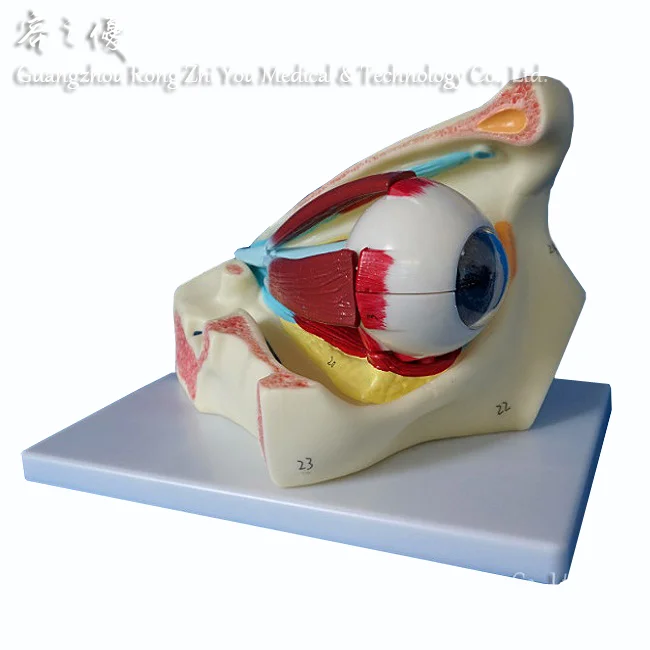 High Quality Anatomy Training Human Eye Model