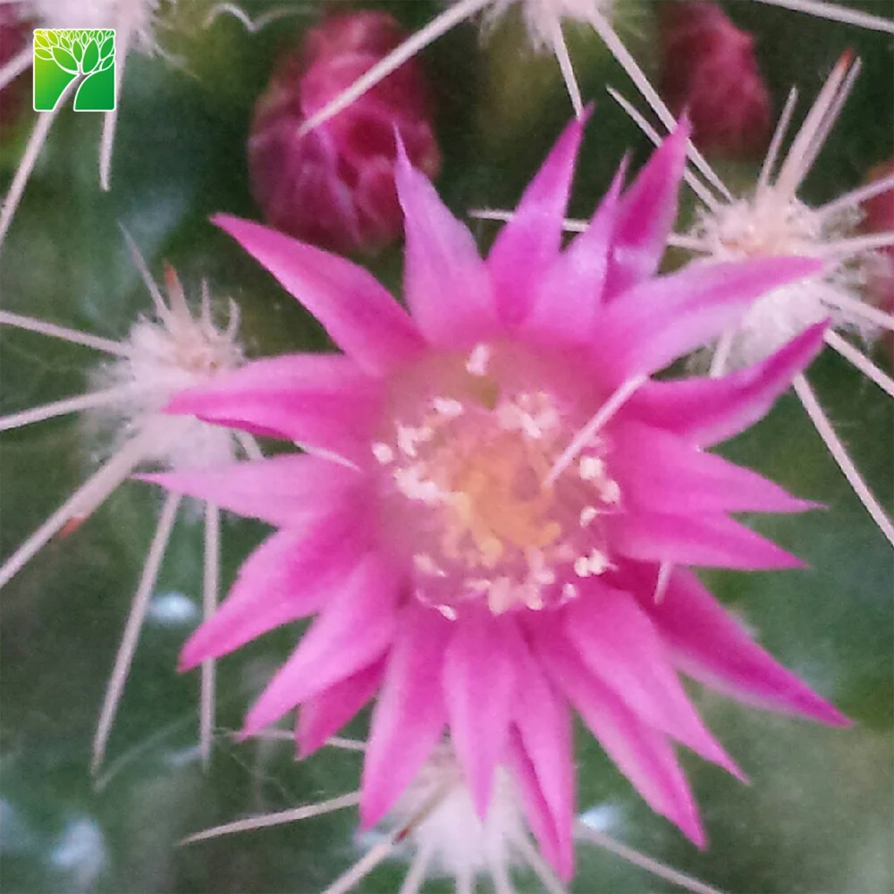 Cheap wholesale rare deco cactus old lady cactus Mammillaria hahniana