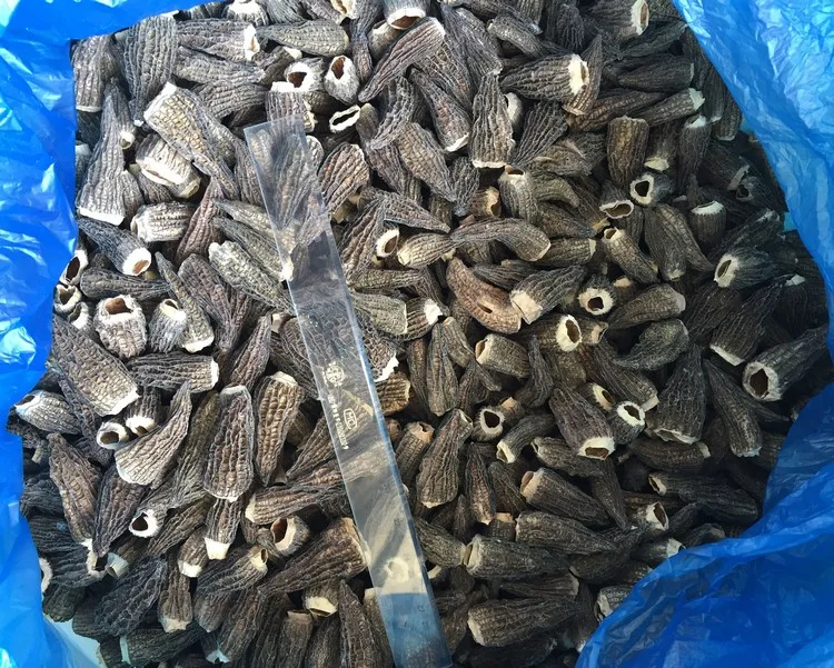 
top quality cheap price dry wild mushroom morchella conica 