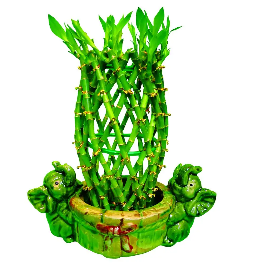 Комнатные растения драцена Сандера сделать лучше в прямом эфире