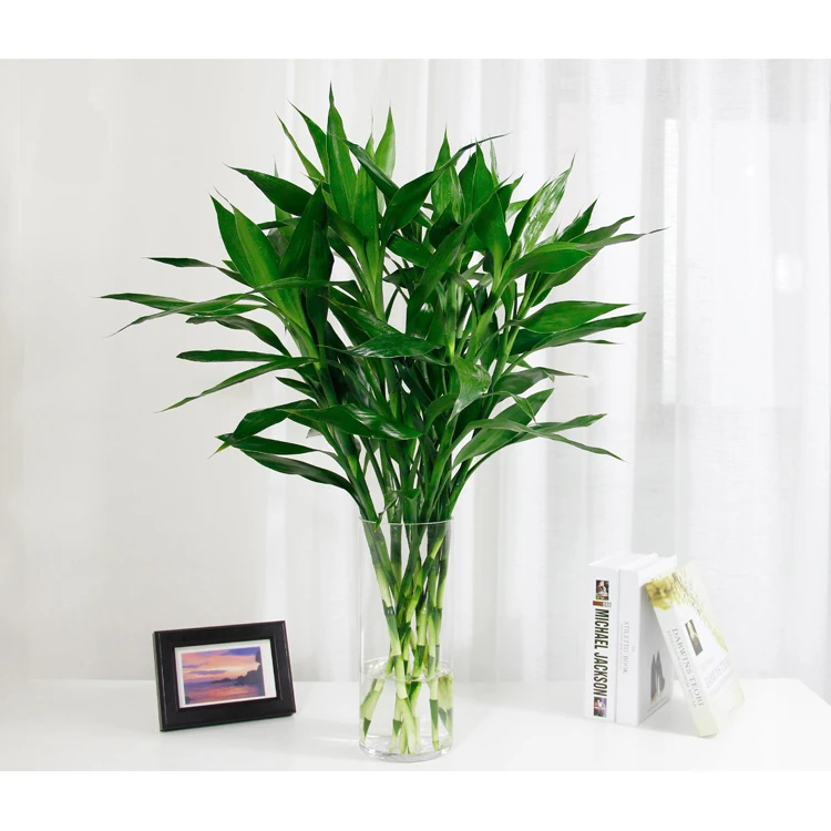 lotus lucky bamboo  artifical bonsai dracaena sanderiana