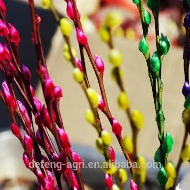 Real fresh flower Salix nice cut flower pussy willow for celebration decoration flower
