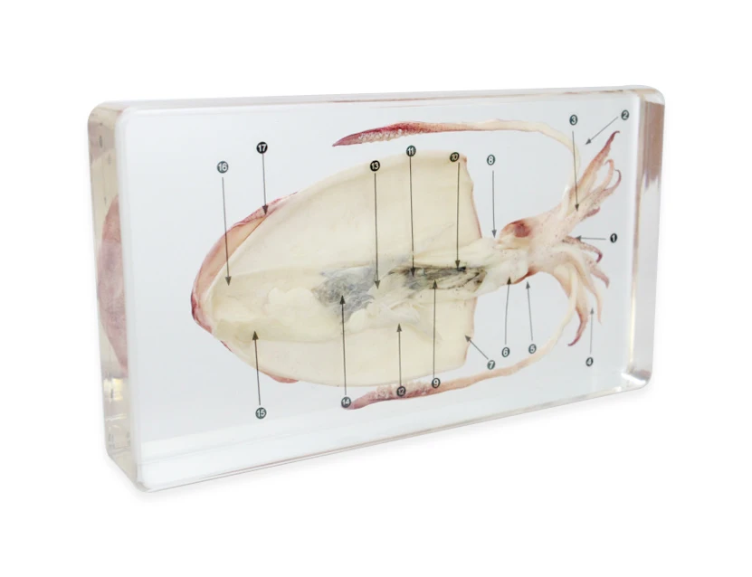 Clear acrylic embedded Fish dissection specimen for biological teaching science