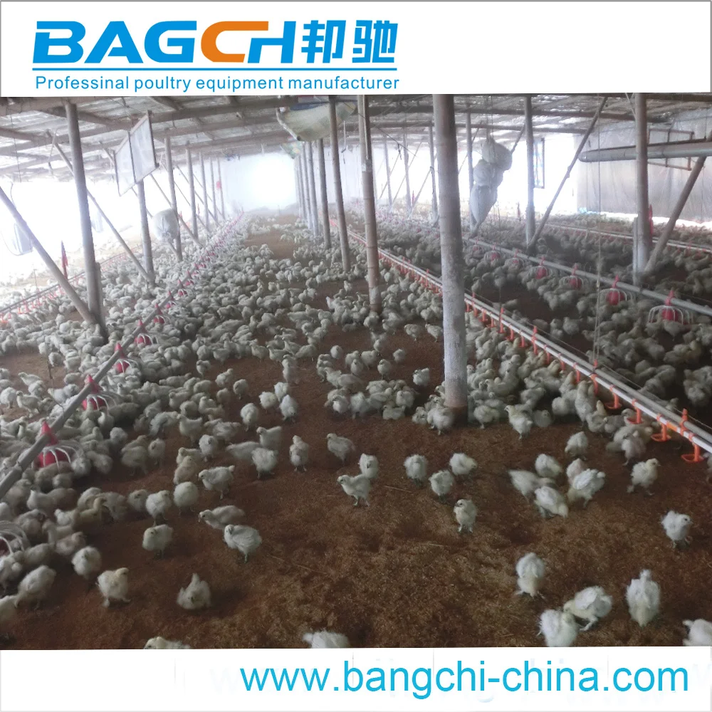 Broiler Sheds Design for Poultry Farm Equipment