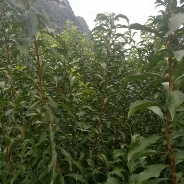 
Детская фруктовых деревьев верхний производя Prunus salicina саженцы сливы 