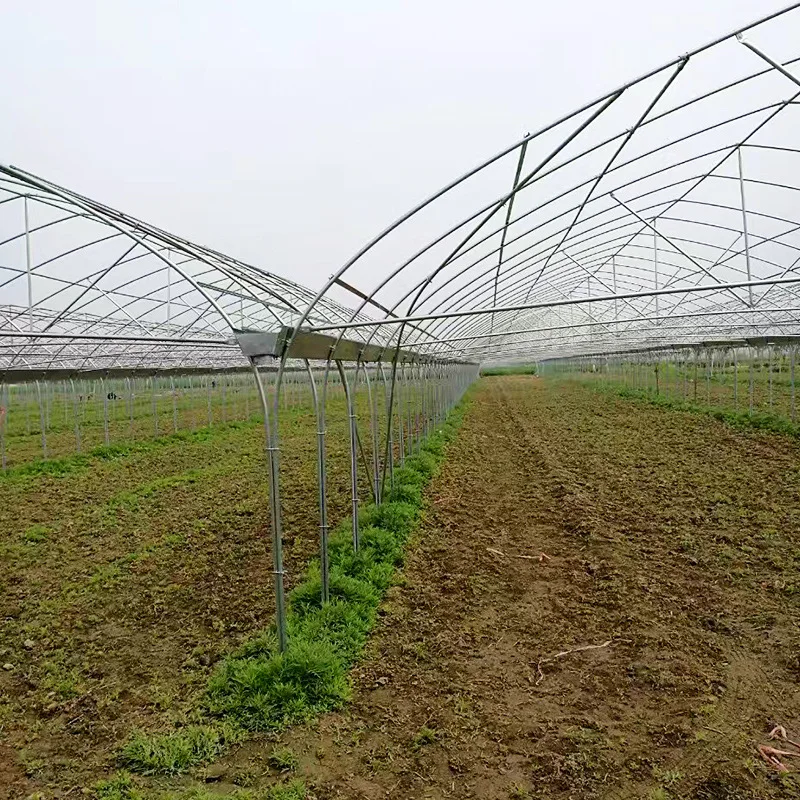 Venlo Type PC-sheet Tunnel Agricultural Greenhouse Kits With Hydroponic Systems For Sale