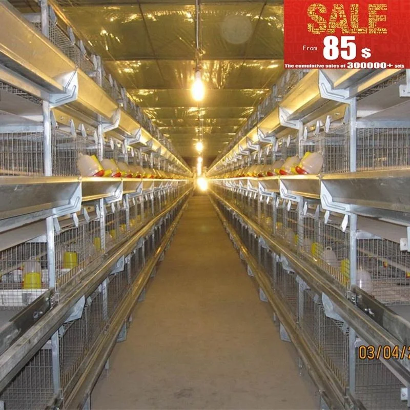 tanzania chicken farm layer cage system in poultry