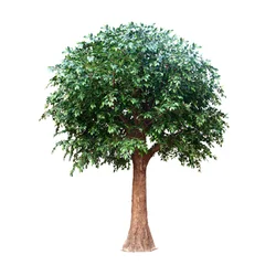slightly bent shape banyan tree Artificial ficus microcarpa bonsai plant tree