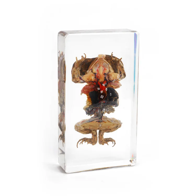 Clear acrylic embedded Fish dissection specimen for biological teaching science