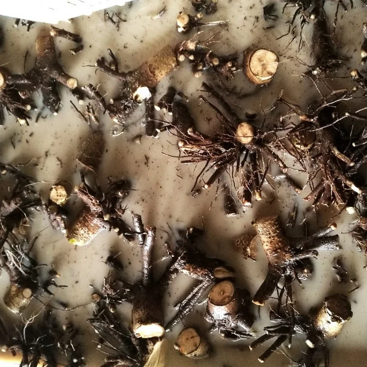 new fresh fast growth 99% survive paulownia fortunei x toemntosa 2-3years stump with quarantine certificate