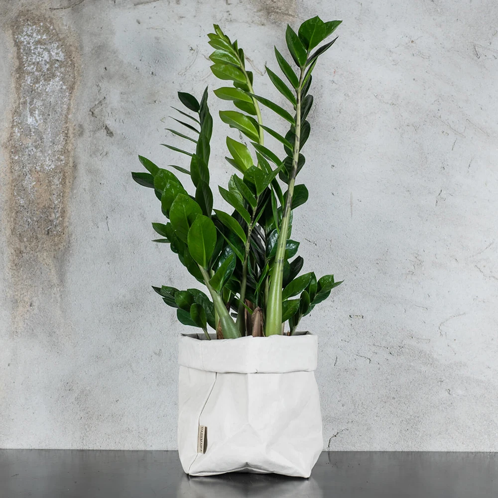 
 Замиокулькасом zamiifolia вода средней жесткости evergreen листьев в прямом эфире с листвой Занзибар драгоценный камень растения  