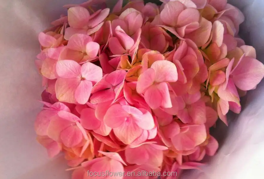 Ingenious landscaping hydrangea for garden export fresh for weddings