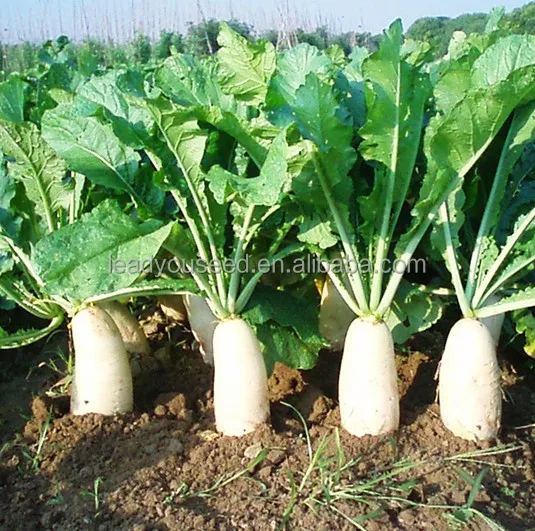 
R02 Maer mid-early maturity white radish seeds, vegetable seeds 