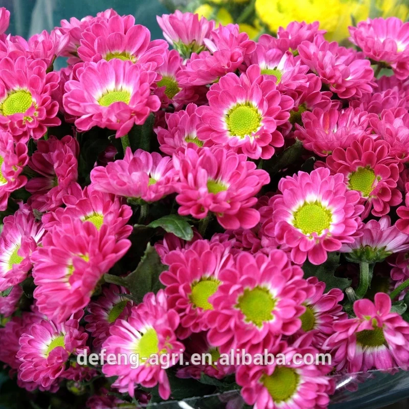 Chrysanthemum long stem flowers fresh cut flowers