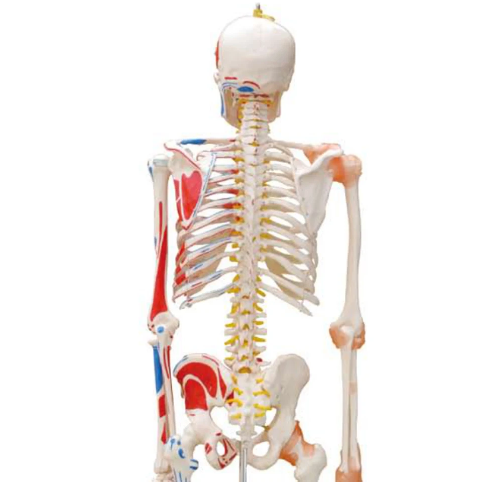 Модель скелета с цветными мышцами и связью 180 см, модель анатомии скелета, модель анатомии мышц