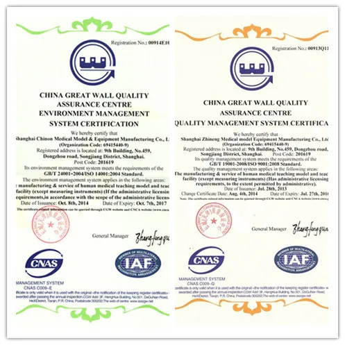 High Level Plastic Training Type Gynaecological Model