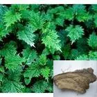 4:1,10:1,15:1 nettle herb extract powder stinging nettle extract