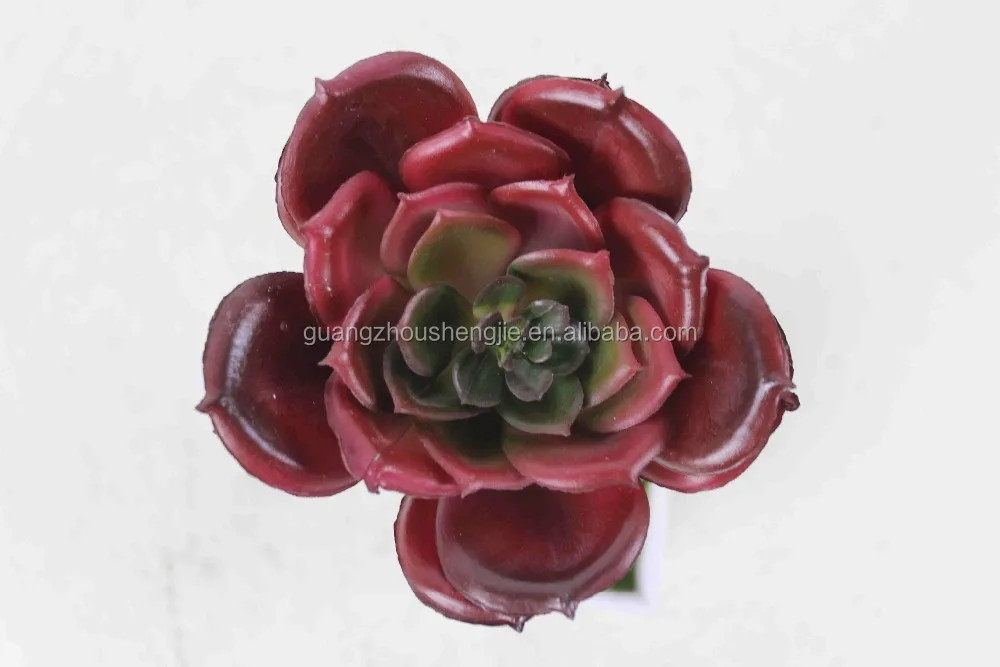 Decorative mini cactus succulent plant for vertical green wall