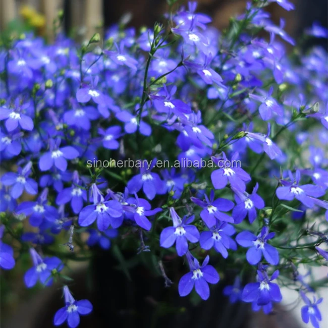 2021 Fresh Lobelia Erinus Flower Seeds For Garden Seeds