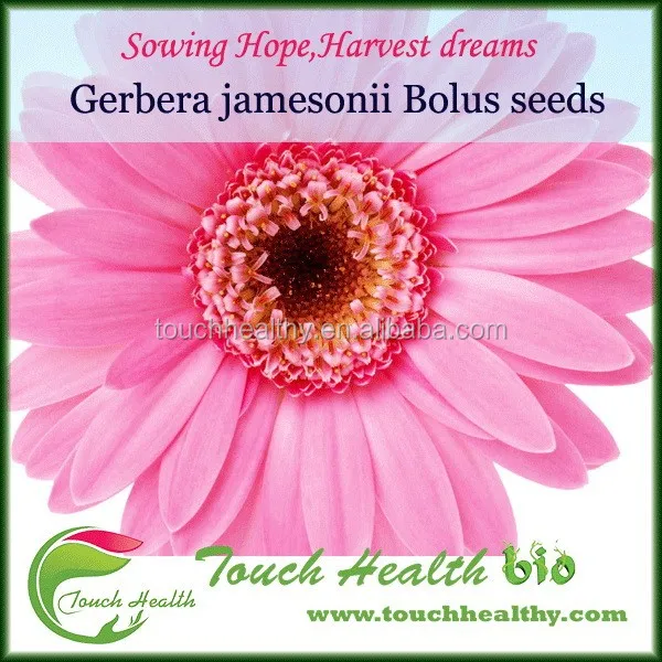 2021 Touchhealthy supply kinds color for Gerbera seeds for sowing 1gram/bags