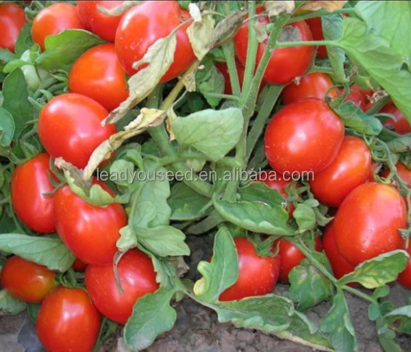 T01 Mary determinate grow oblong shape high yield tomato seeds from China