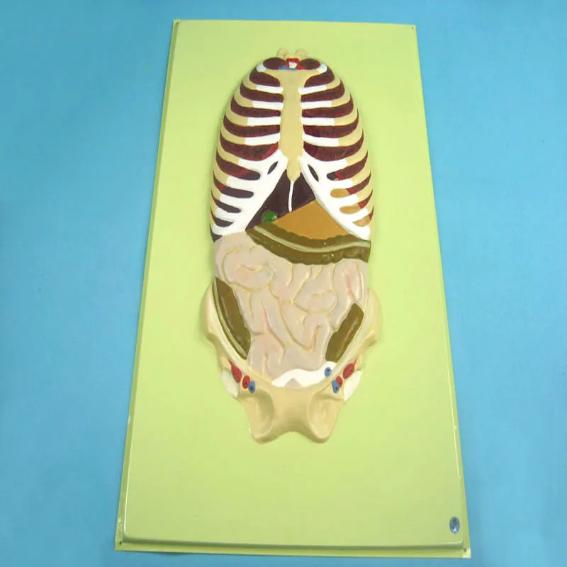 
Biology Education Equipment Positive Side of The pelvis with visceral Model 
