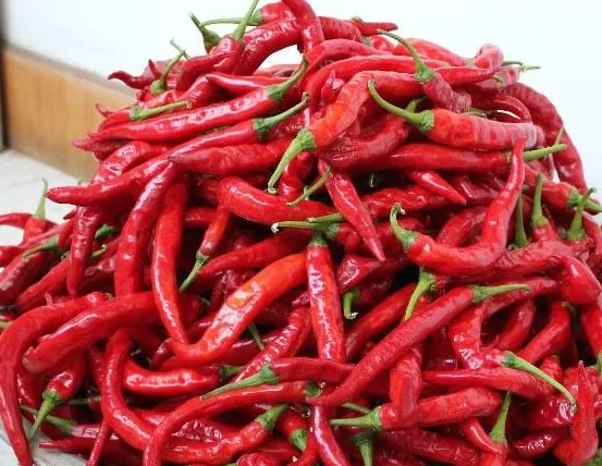 Созвездия Асахи перца для взрослых SUMMER F1