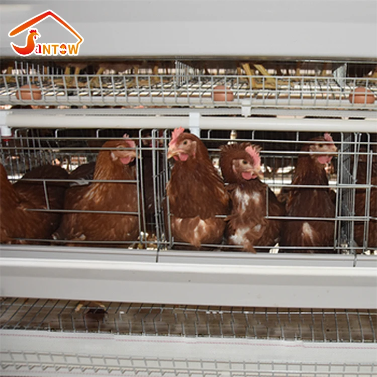 layer chicken cage of poultry equipment for sale in Nigeria Q235 steel galvanized one old day  chicks rearing battery cage