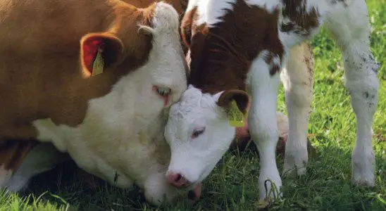 Premix for cows and heifers