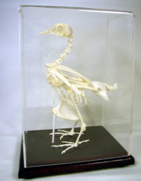 HM-BD-257 LIZARD SKELETON NATURAL BONE MODEL LIZARD SKELETON MODEL ANATOMICAL LIZARD SKELETON MODEL