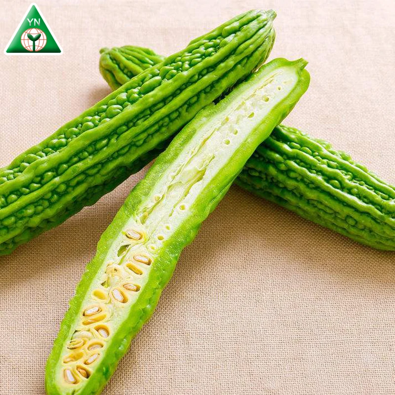 
Hybrid Bitter Melon Seeds Bitter Gourd Seeds BUMPER F1 