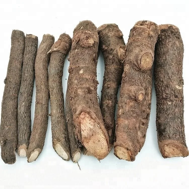 
Pao tong cold resistant hybrid paulownia 9501 cut root for planting 