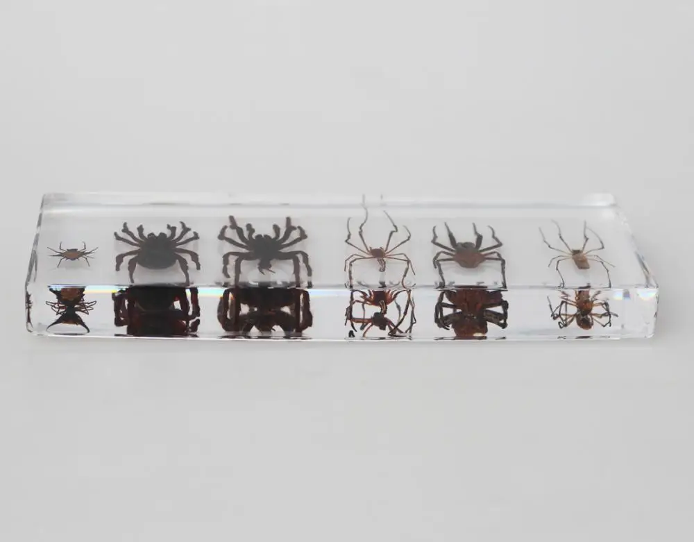 Wholesale 6 Real Spider Preserved Biological Specimens for Education