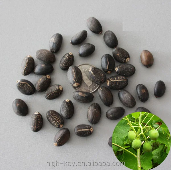 
S207 Mafengshuzhongzi Bulk Supply Best Quality Price Jatropha Seed 