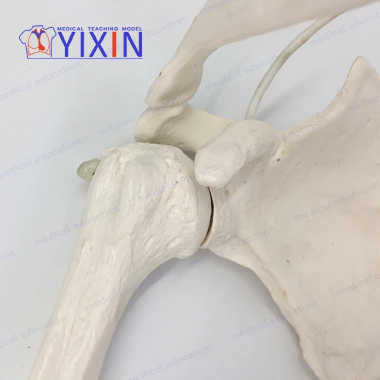 
Human skeletal model of upper limb, arm, scapula, clavicle and upper arm 
