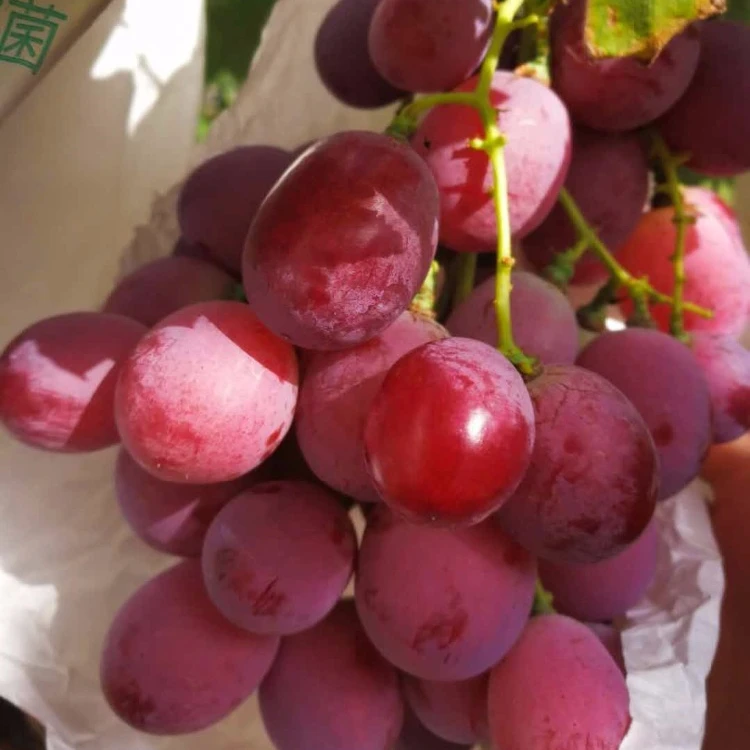 
Hot Sell Fresh Sweet Chinese Red Grapes 