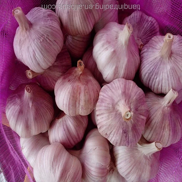 Свежий, красный, фиолетовый, белый, оптовая продажа, китайский чеснок, цена 2018 за тонну