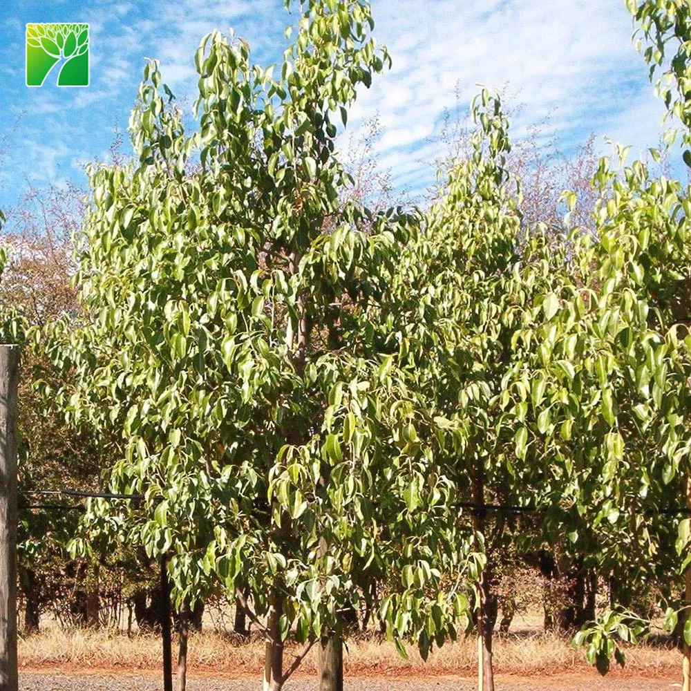 25-35 feet height low maintenance full sun pear fruit sapling Pyrus spp