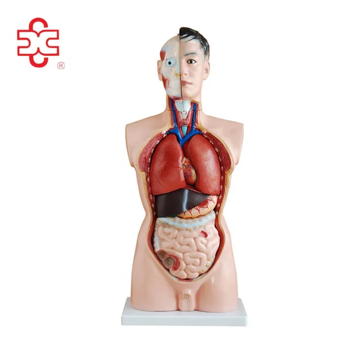 Model XC-201 cheap medical science lab kit human body parts for kids