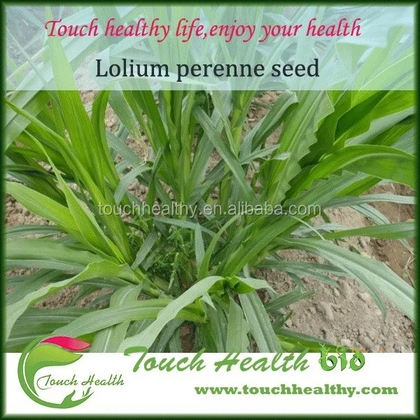 2021 perennial ryegrass seeds forage seeds grass seeds crude protein content in the stems and leaves