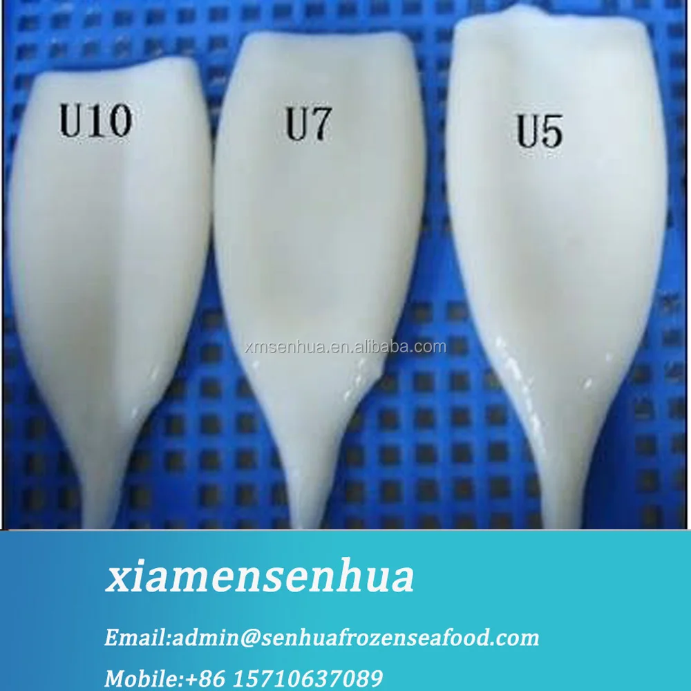 Giant squid frozen squid price squid for sale