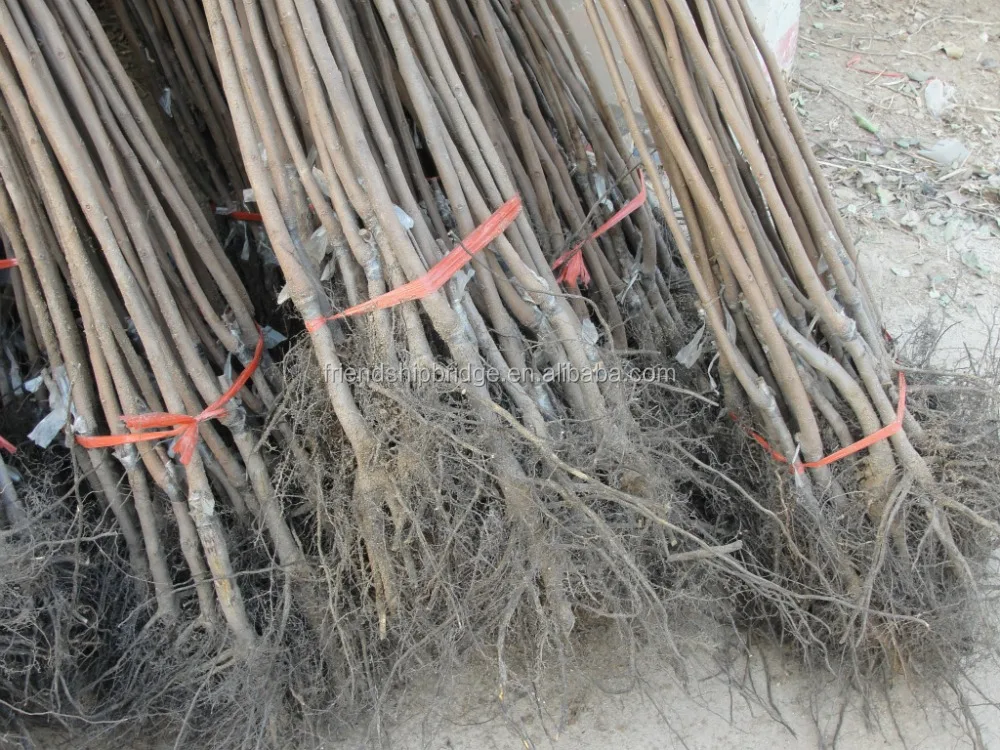 
Wholesale Excellent variety persimmon fruit seedling 