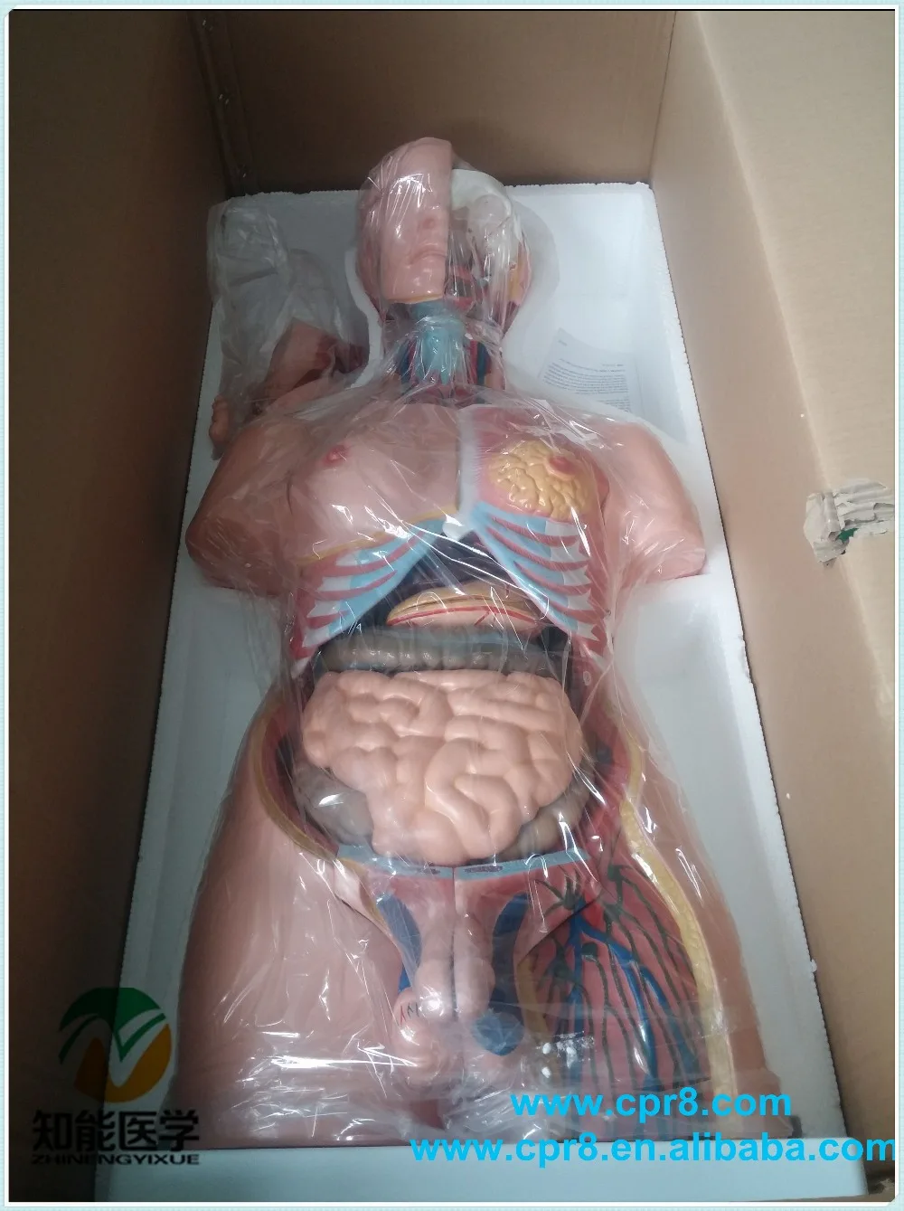 Medical Human Torso Half Body Dissection Teaching Model