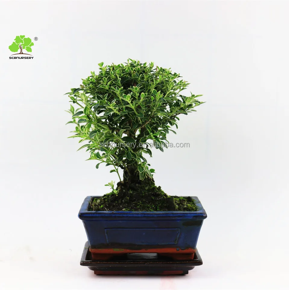 
Serissa, шар в форме золотого китайского бонсая, комнатное растение бонсай для дома и улицы, зеленое растение 
