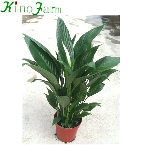 White Color Flower Spathiphyllum