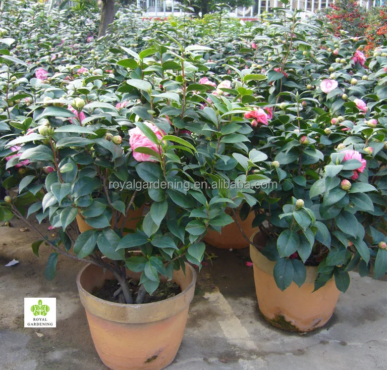
Camellia japonica Tree Plant 